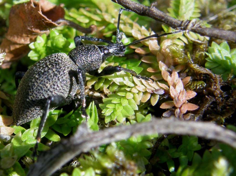 Altro curculionide altoatesino (Otiorhynchus sp.)