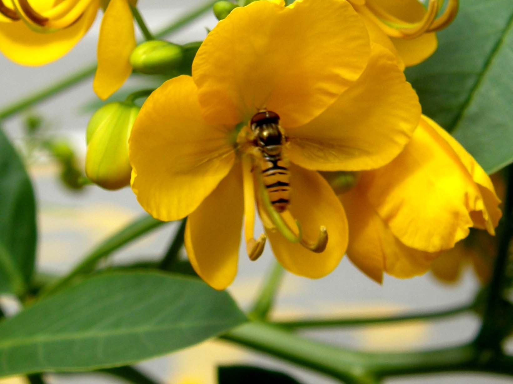 Un altro Episyrphus balteatus ?