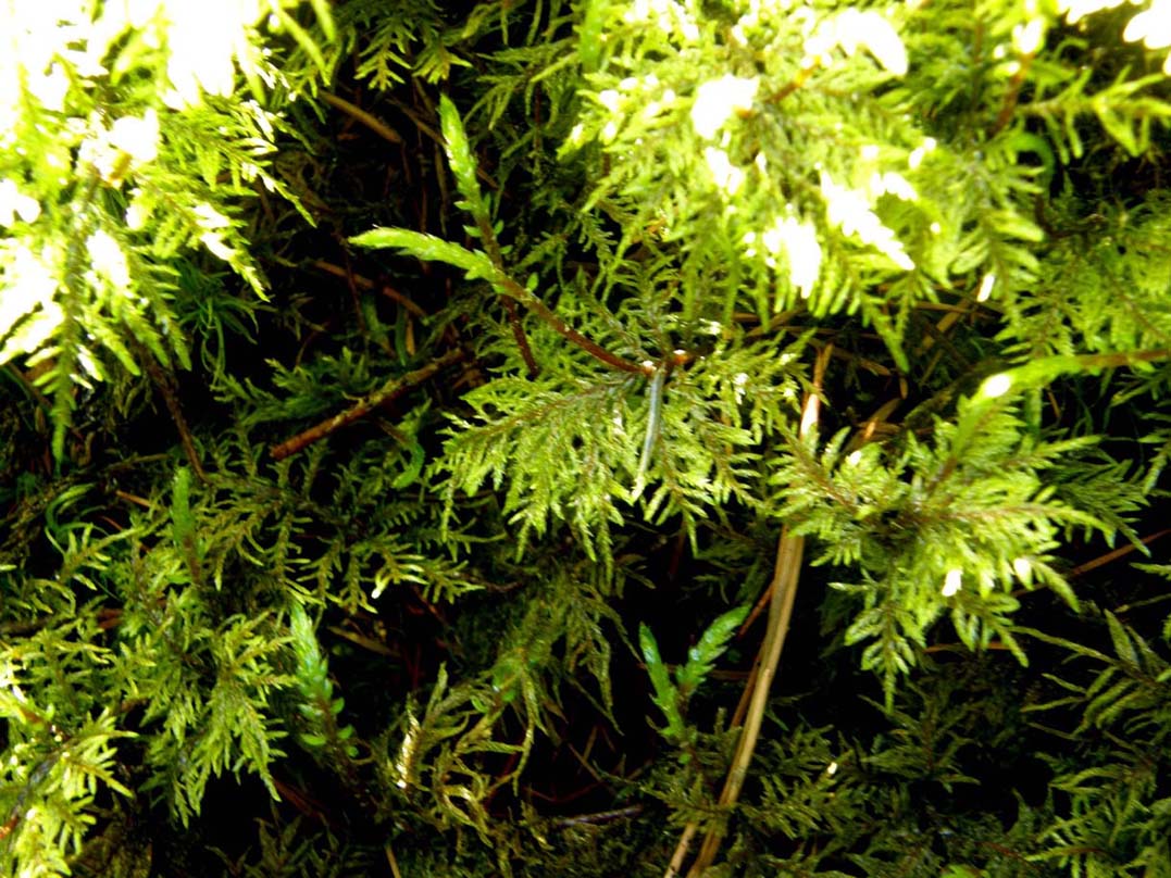 Muschi da identificare