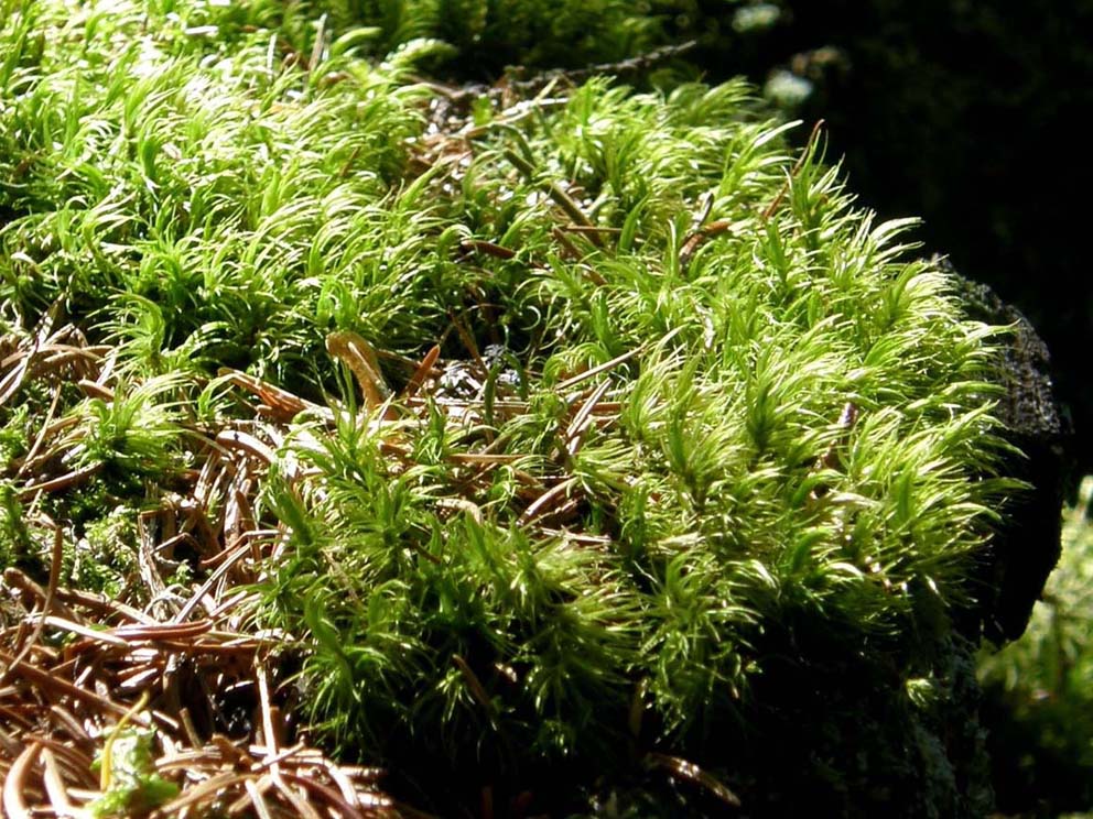 Muschi da identificare