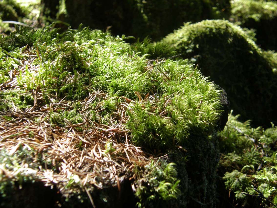 Muschi da identificare