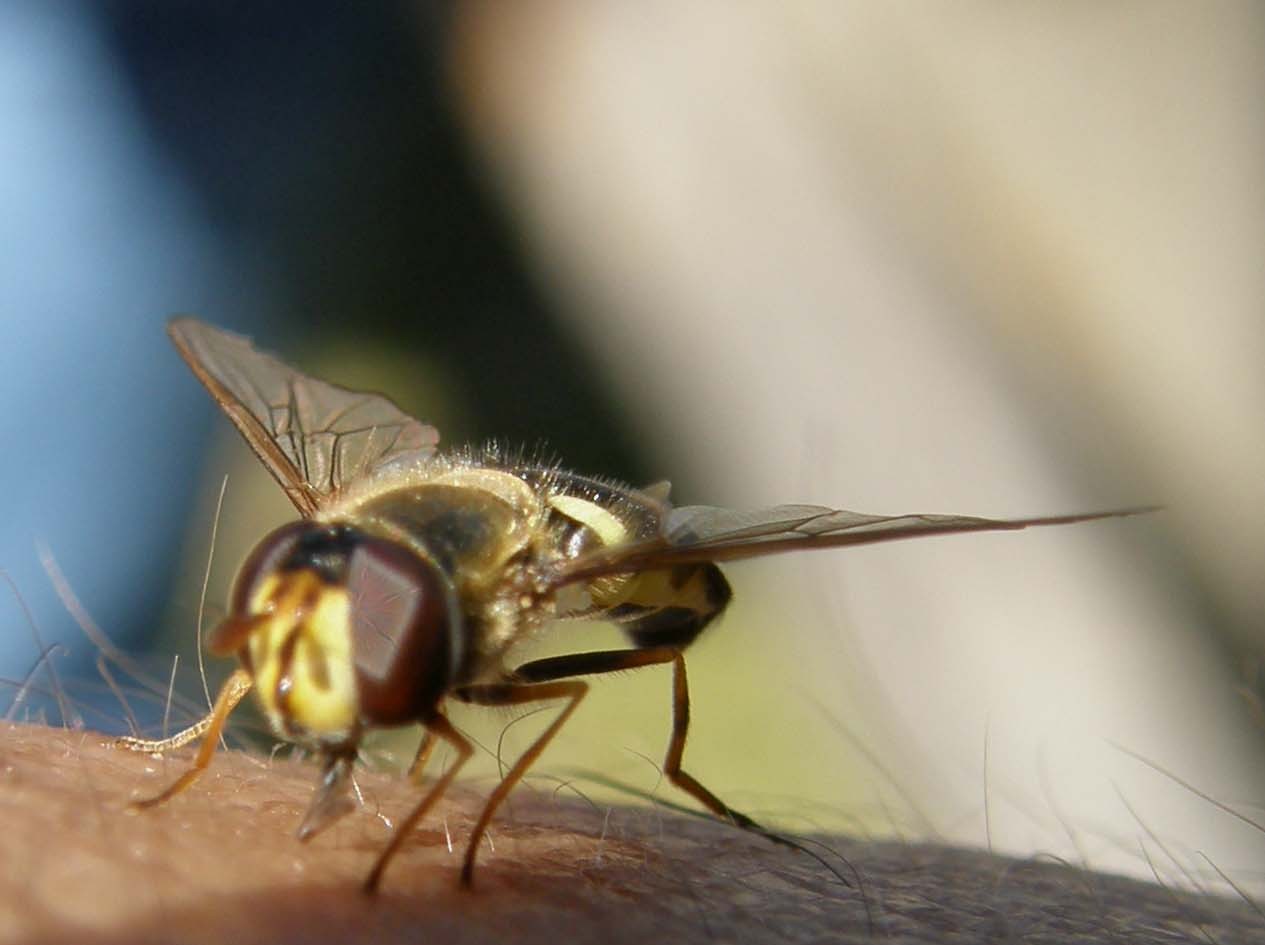 Syrphidae da identificare: Scaeva pyrastri