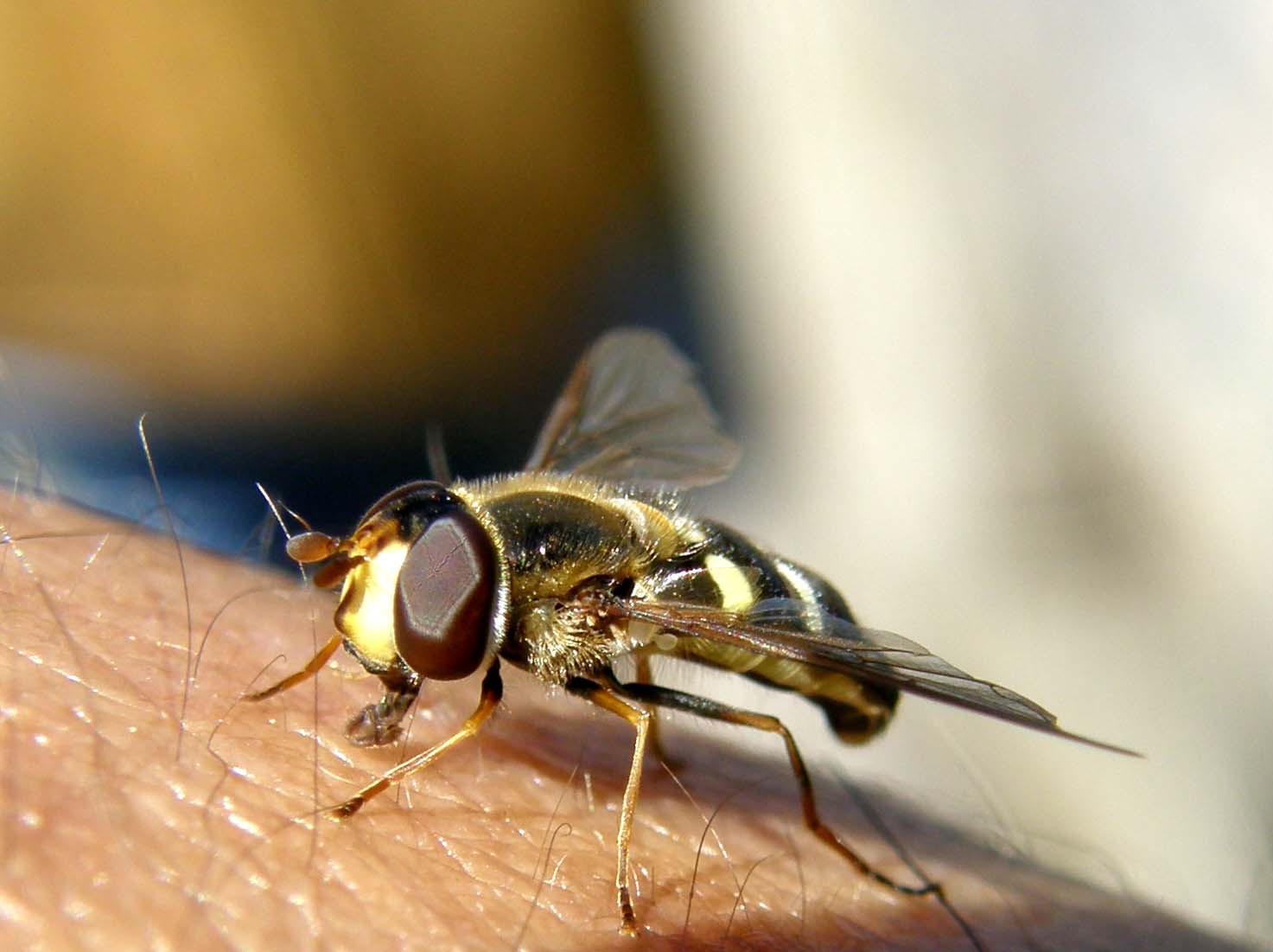 Syrphidae da identificare: Scaeva pyrastri