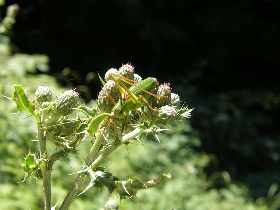 Phaneropteridae: Barbitistes serricauda dell''Alto Adige