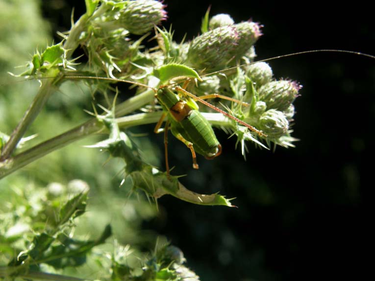 Phaneropteridae: Barbitistes serricauda dell''Alto Adige