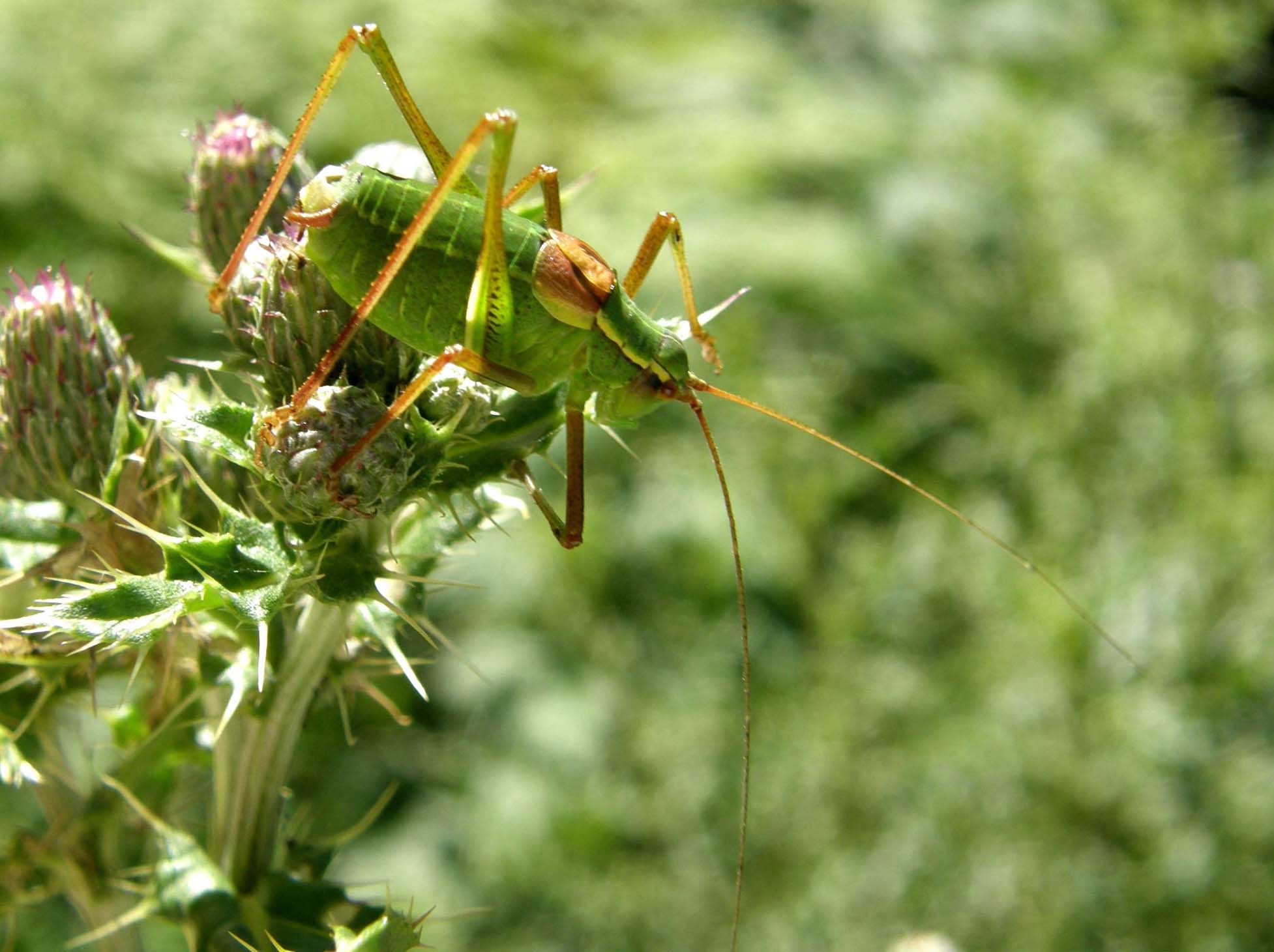 Phaneropteridae: Barbitistes serricauda dell''Alto Adige