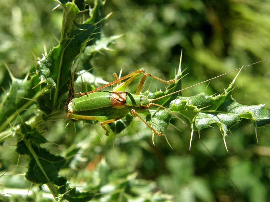 Phaneropteridae: Barbitistes serricauda dell''Alto Adige