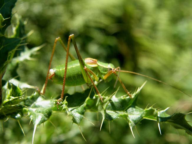 Phaneropteridae: Barbitistes serricauda dell''Alto Adige