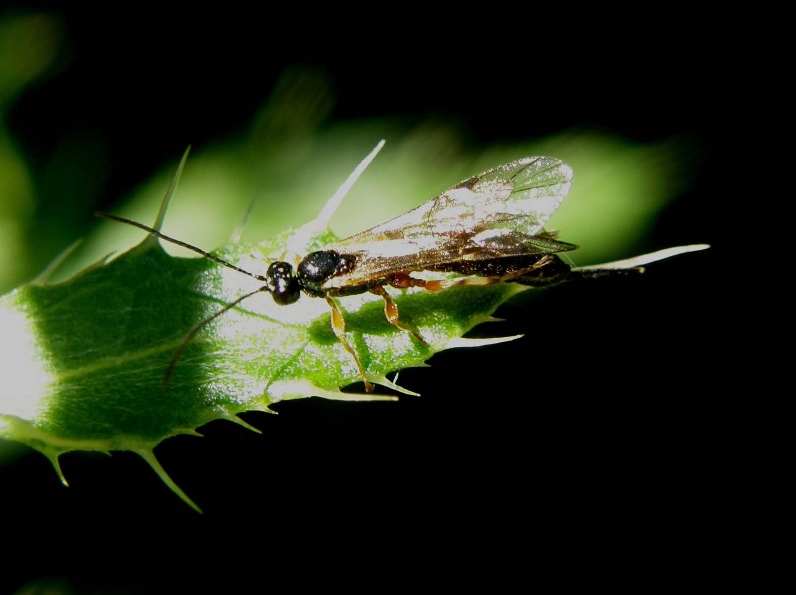 Imenotteri dalle lunghe antenne (Ichneumonidae e Braconidae)