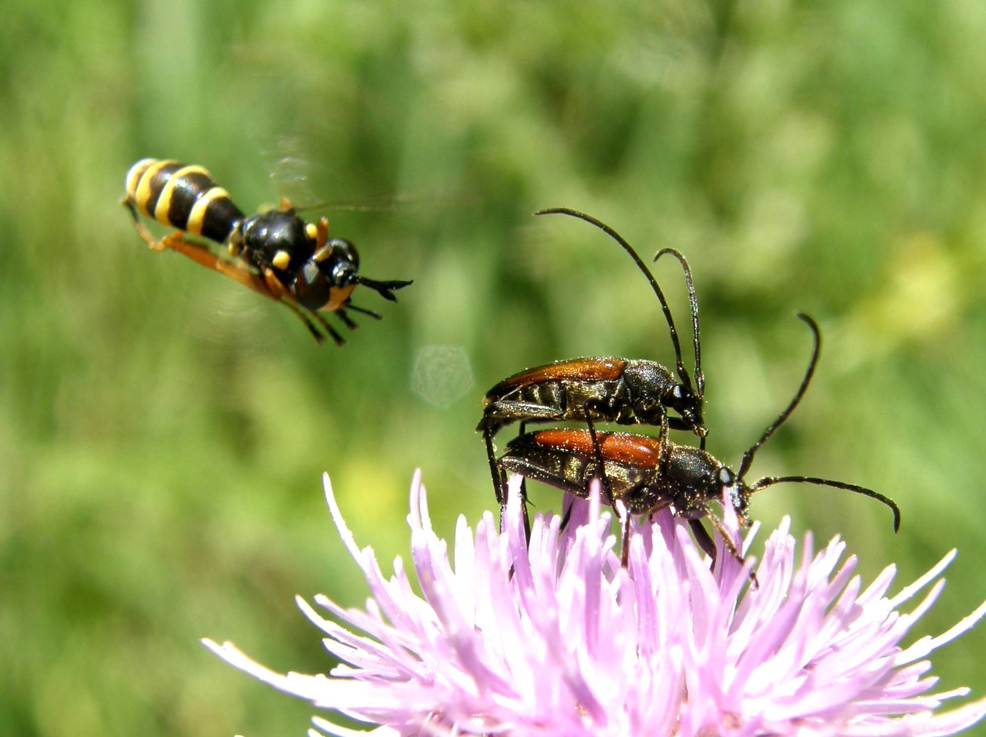 Altri Syrphidae altoatesini