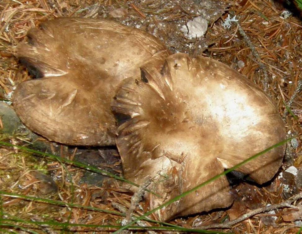 Su un sentiero verso l''Alpe di Siusi