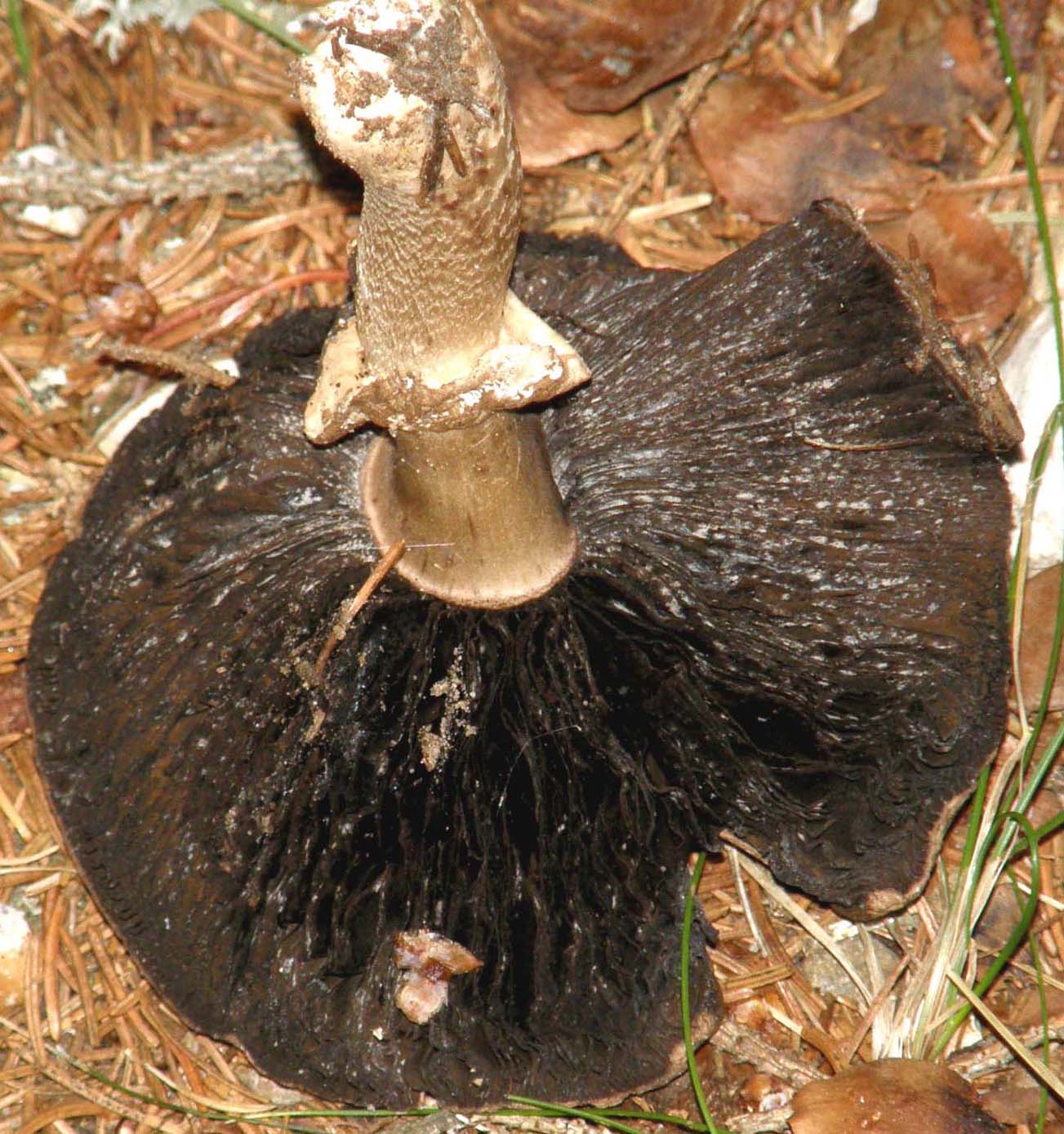 Su un sentiero verso l''Alpe di Siusi