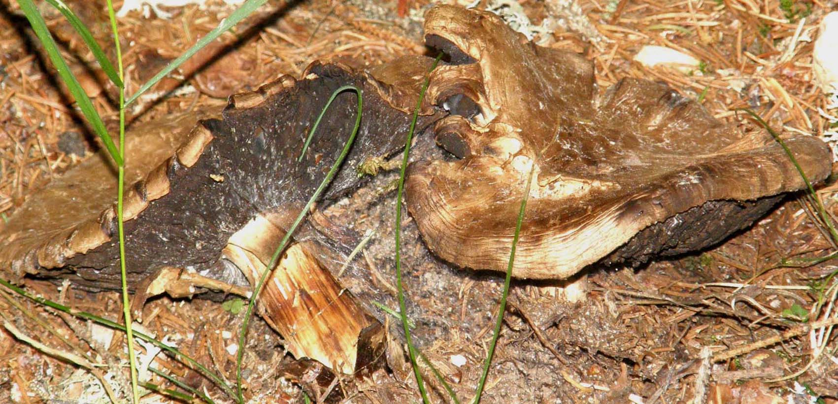 Su un sentiero verso l''Alpe di Siusi