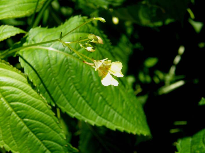 Impatiens parviflora e I. noli-tangere