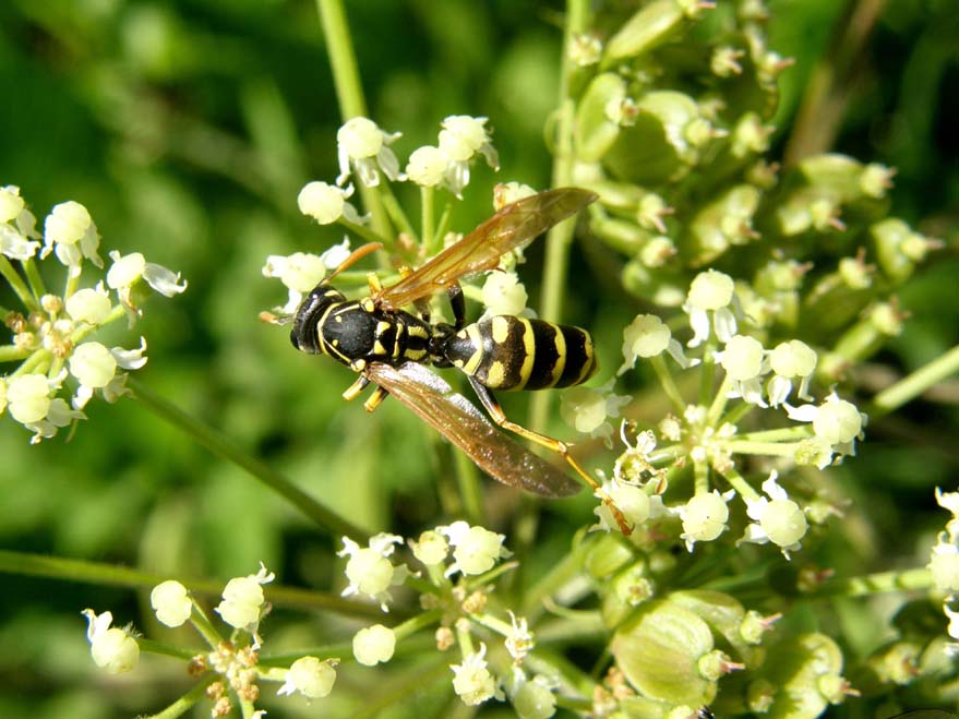 Polistes cfr dominulus infestata da Xenos vesparum