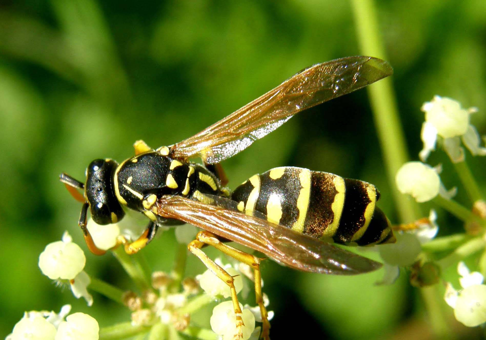 Polistes cfr dominulus infestata da Xenos vesparum