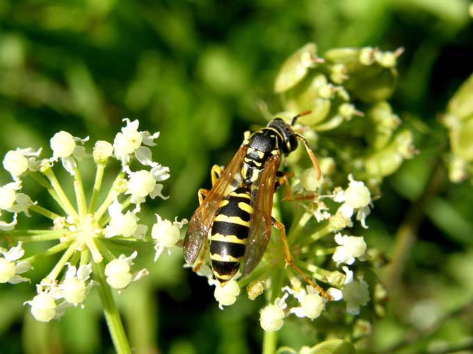 Polistes cfr dominulus infestata da Xenos vesparum