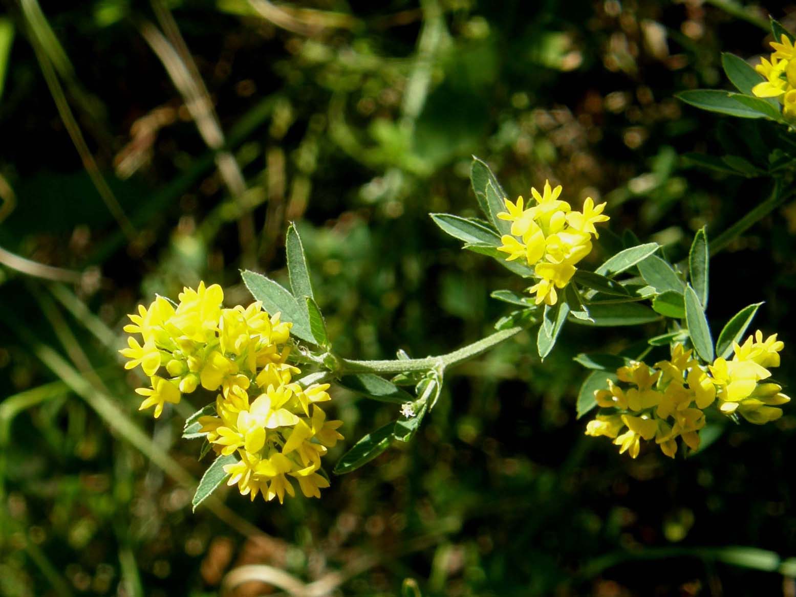 Galium verum e Medicago falcata