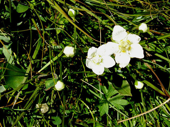 Bianco fiore alpino - Parnassia palustris