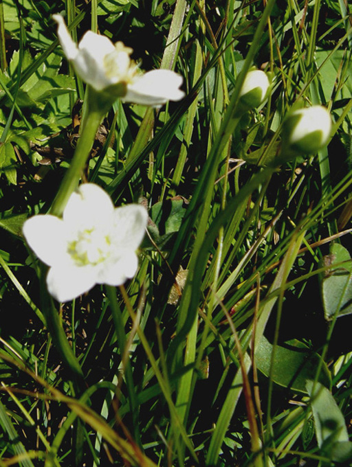 Bianco fiore alpino - Parnassia palustris