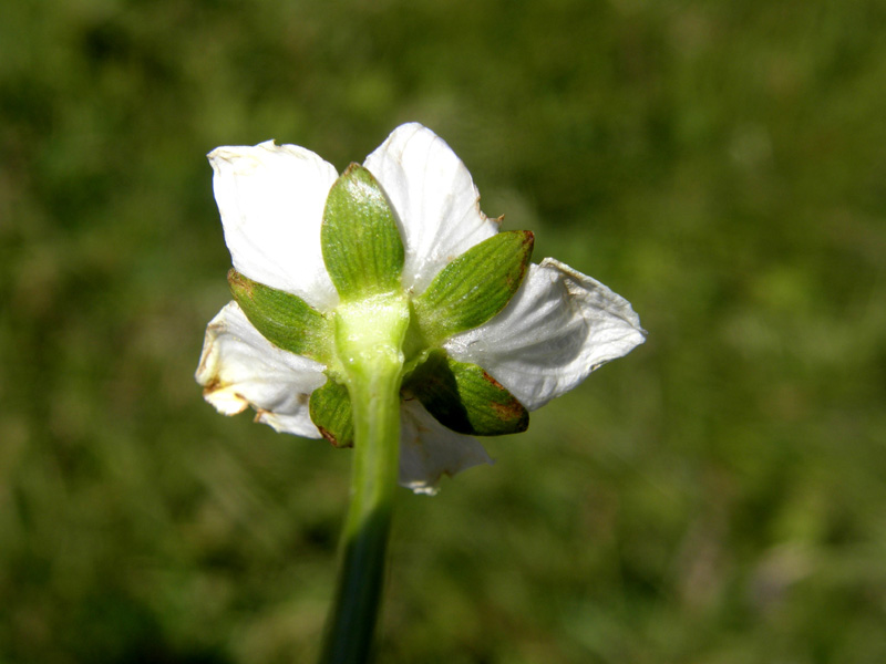 Bianco fiore alpino - Parnassia palustris