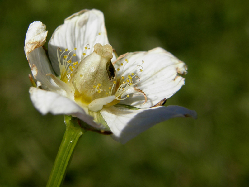 Bianco fiore alpino - Parnassia palustris