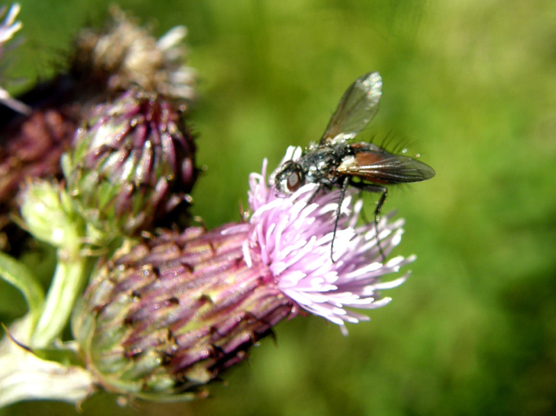 Eriothrix rufomaculatus