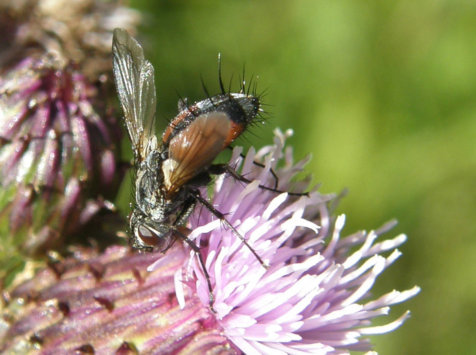 Eriothrix rufomaculatus