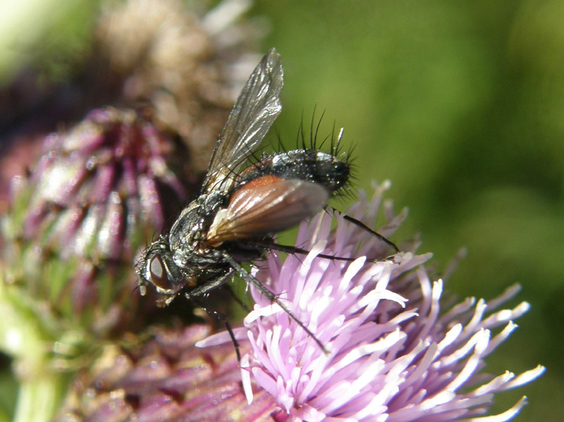 Eriothrix rufomaculatus