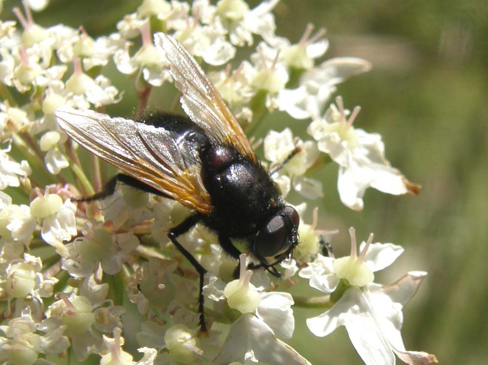 Tachinidae? No, Muscidae: Mesembrina meridiana
