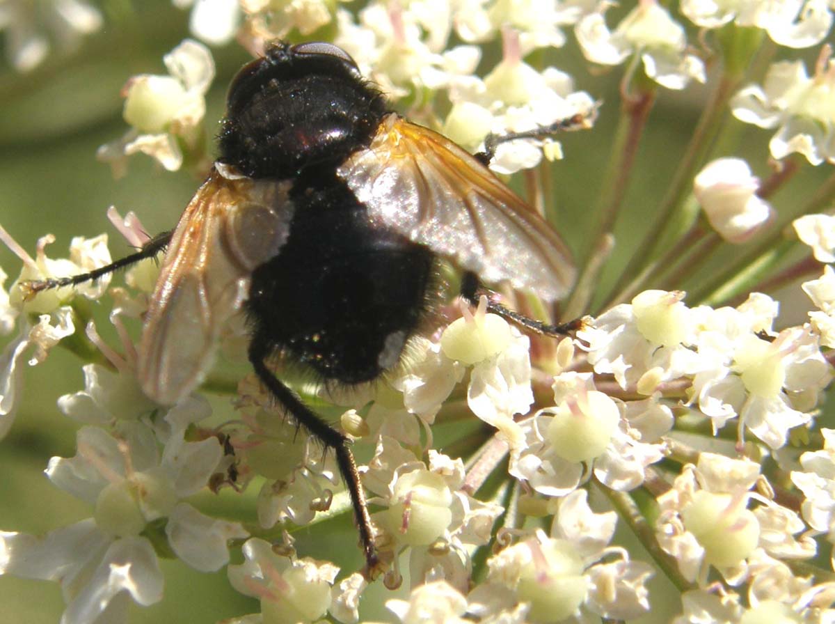 Tachinidae? No, Muscidae: Mesembrina meridiana