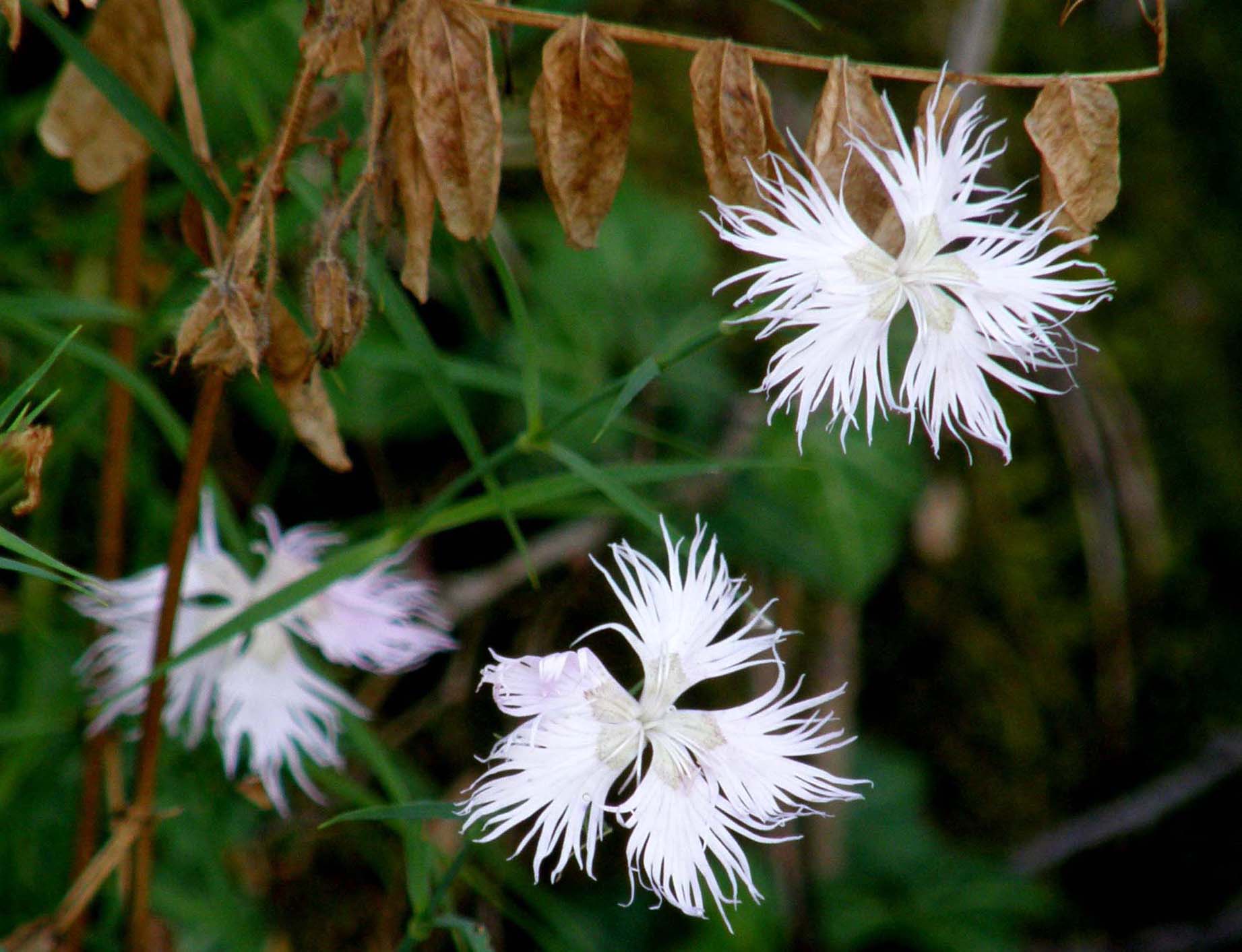 Dianthus monspessulanus e Dianthus superbus ( Caryophyllaceae)