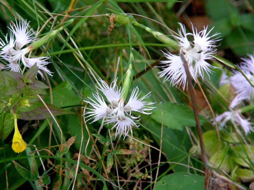 Dianthus monspessulanus e Dianthus superbus ( Caryophyllaceae)