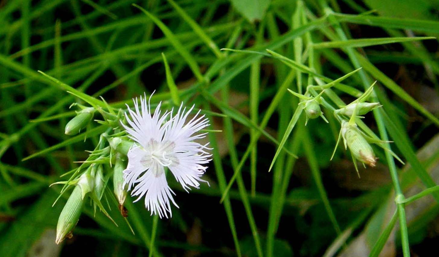 Dianthus monspessulanus e Dianthus superbus ( Caryophyllaceae)