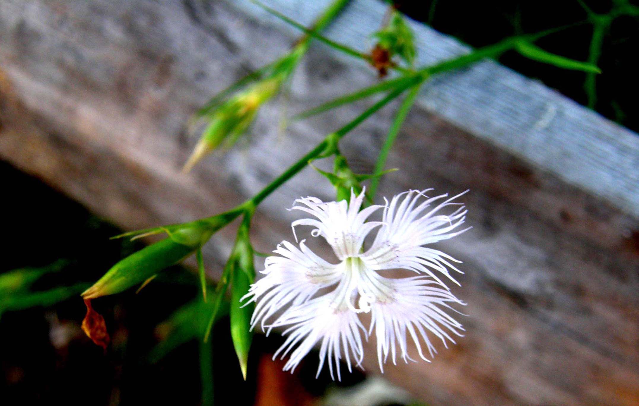 Dianthus monspessulanus e Dianthus superbus ( Caryophyllaceae)