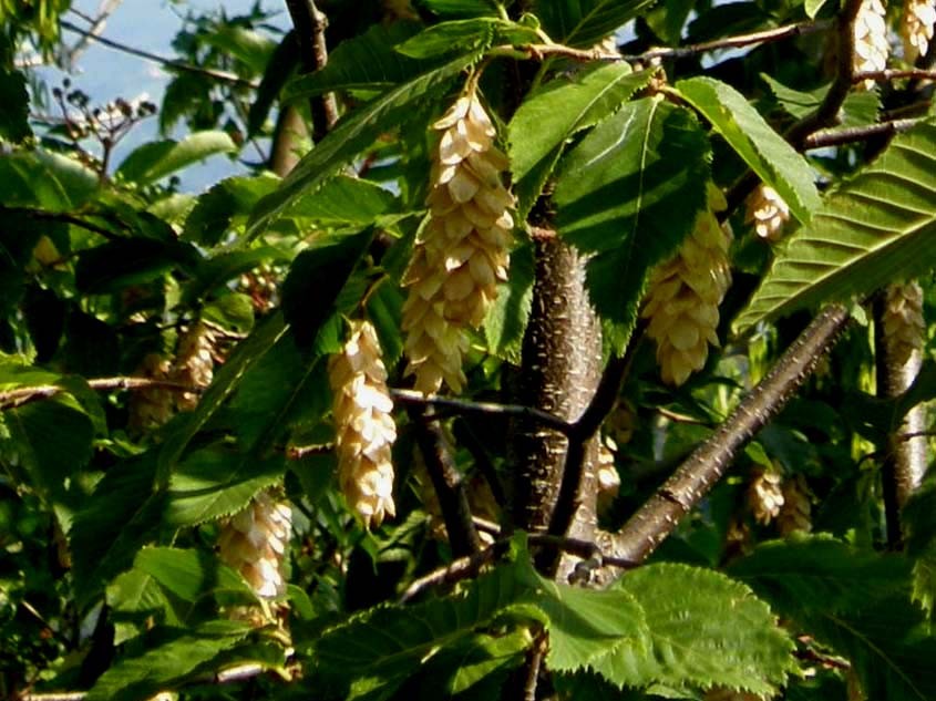 Ostrya carpinifolia