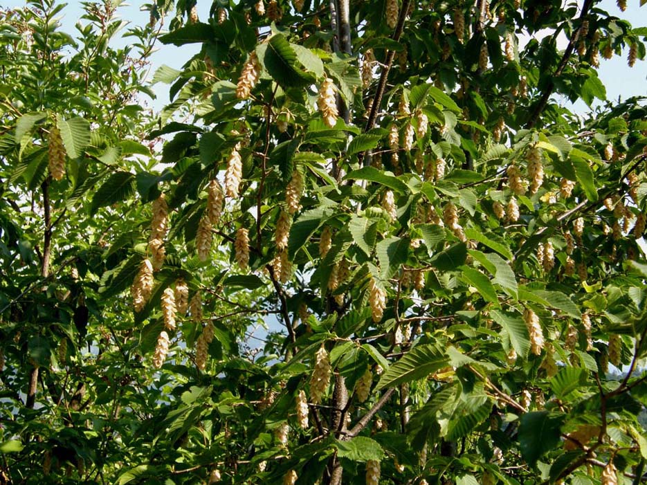 Ostrya carpinifolia