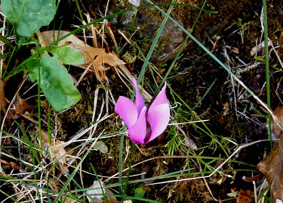 Cyclamen purpurascens