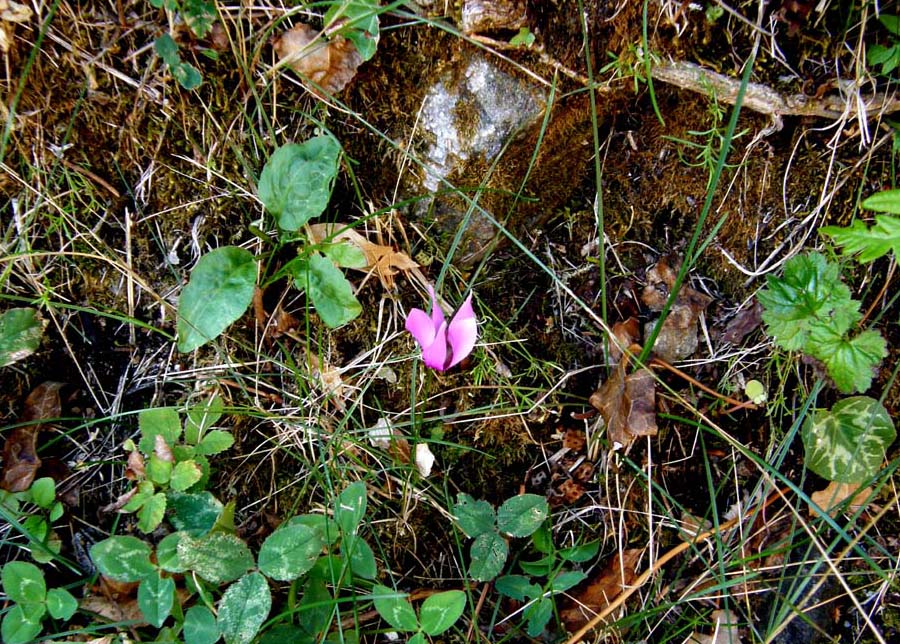 Cyclamen purpurascens