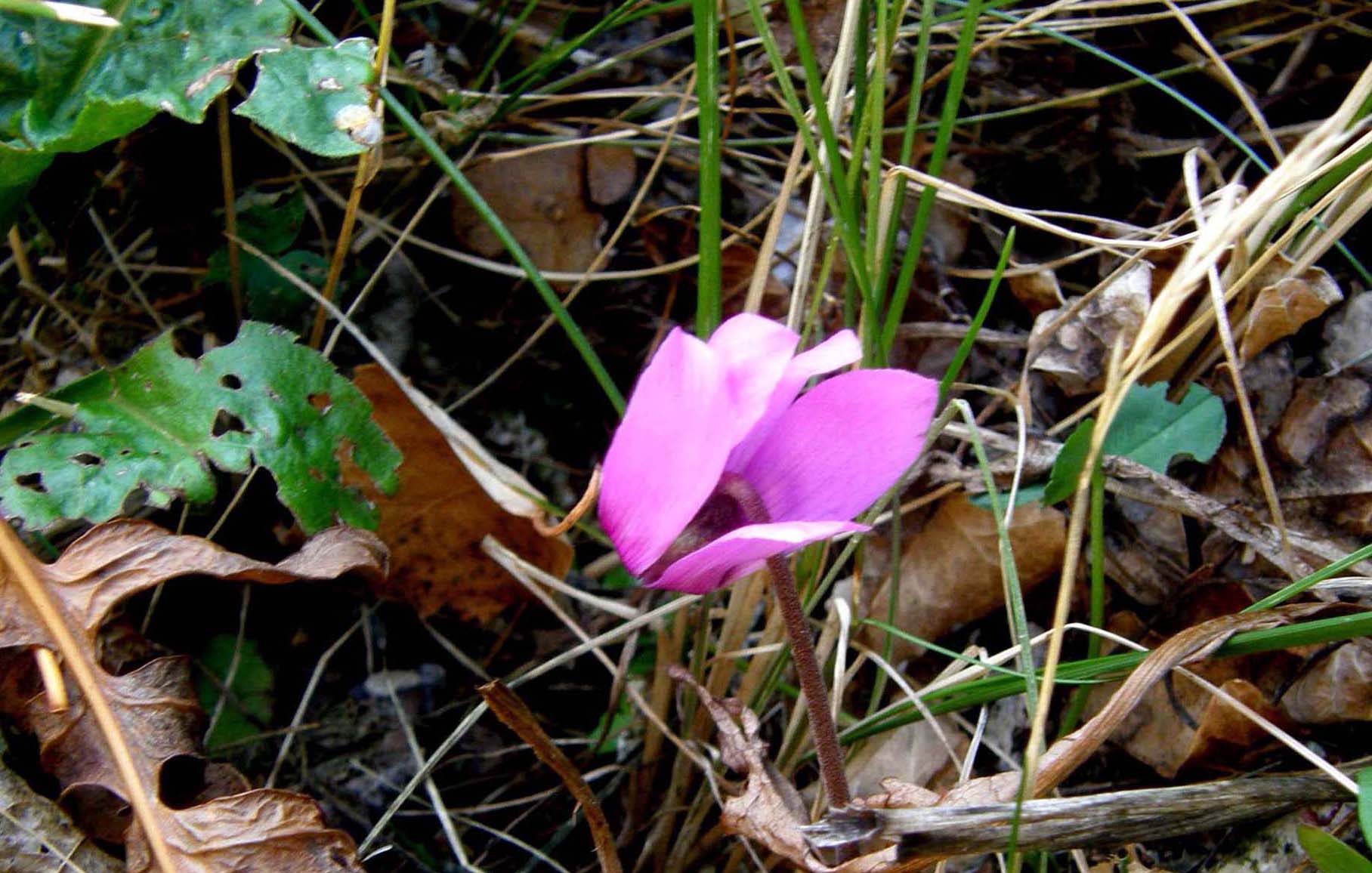 Cyclamen purpurascens