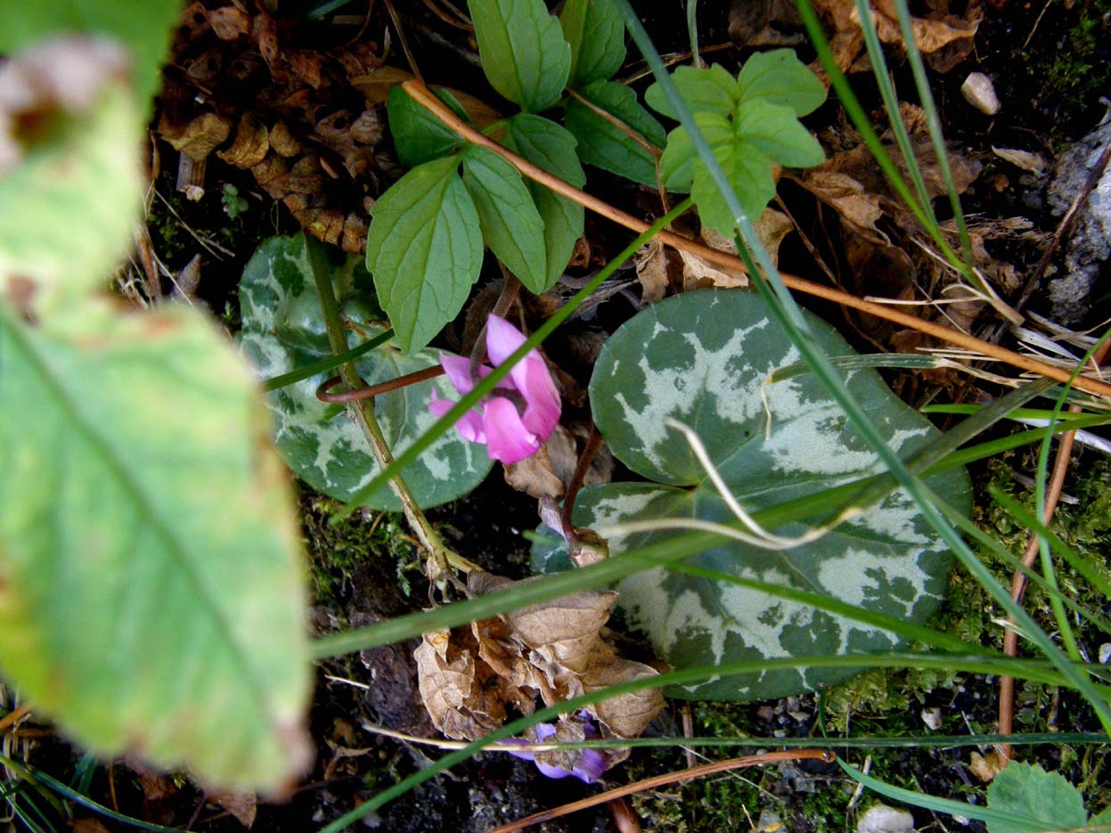 Cyclamen purpurascens