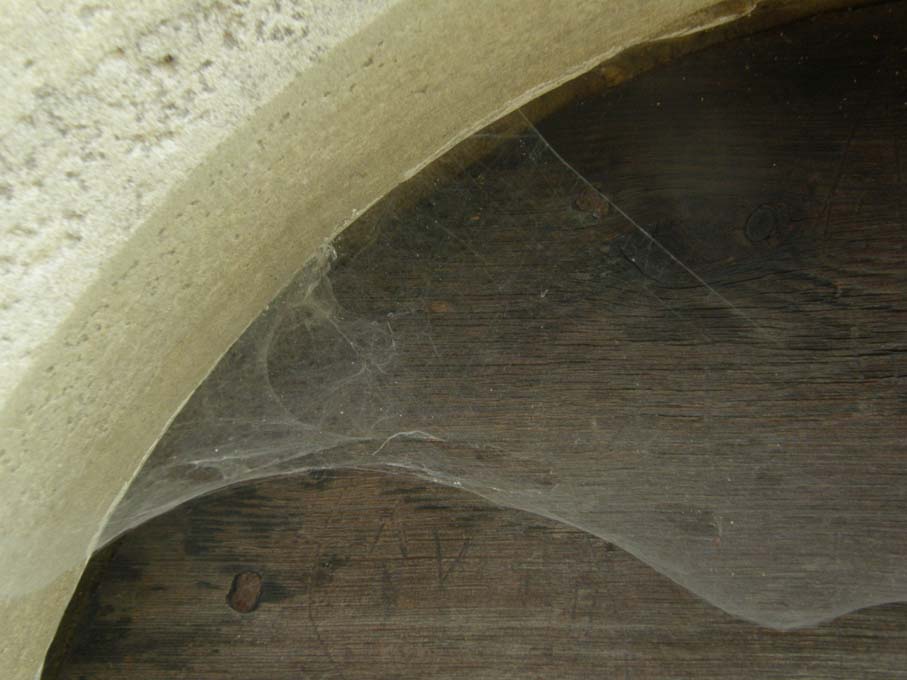 Esuvia di Tegenaria sp.
