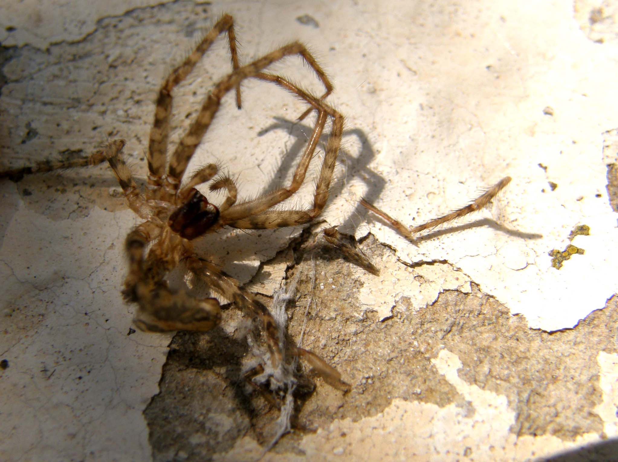 Esuvia di Tegenaria sp.