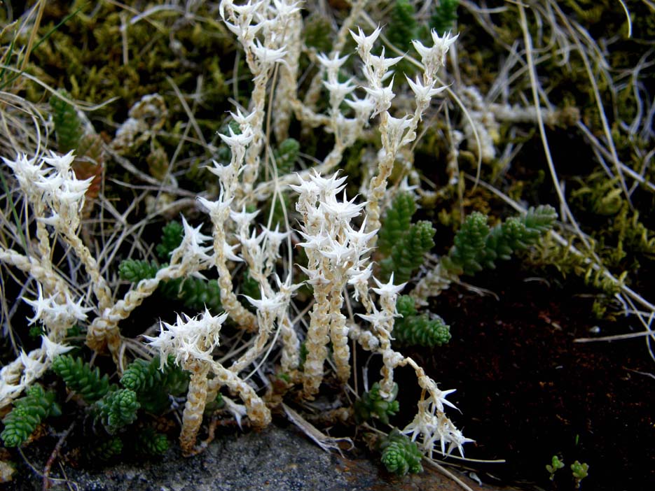 Sedum cfr. acre (Saxifragales - Crassulaceae)