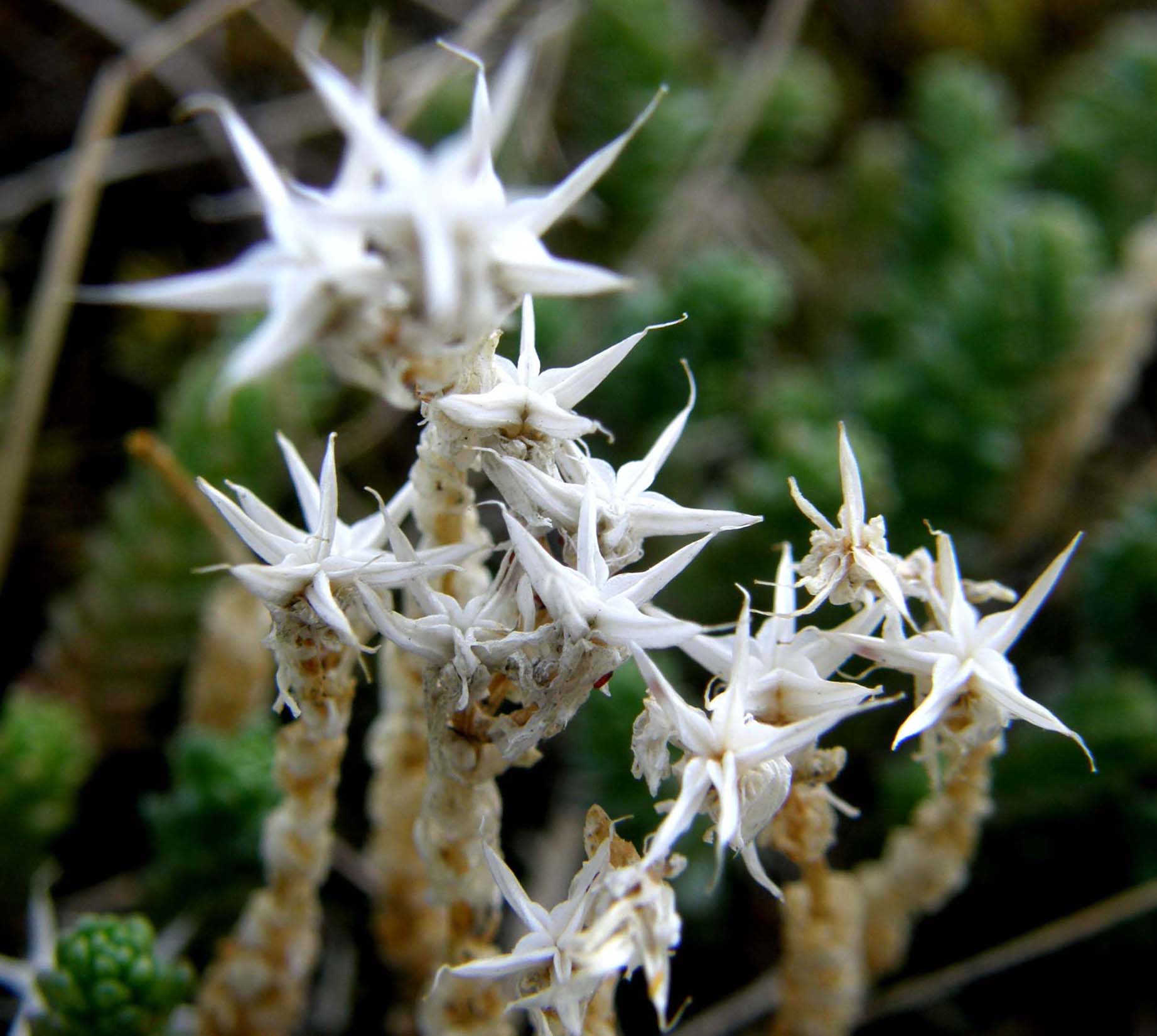 Sedum cfr. acre (Saxifragales - Crassulaceae)