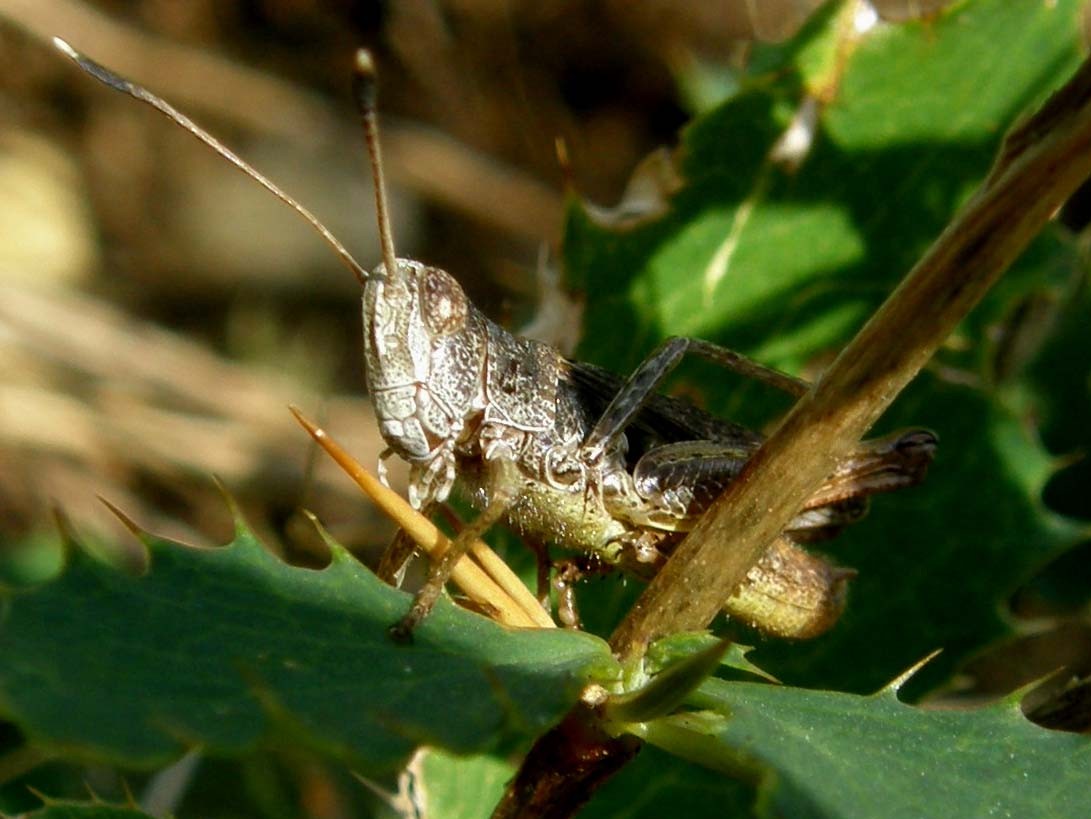 Cavalletta da identificare
