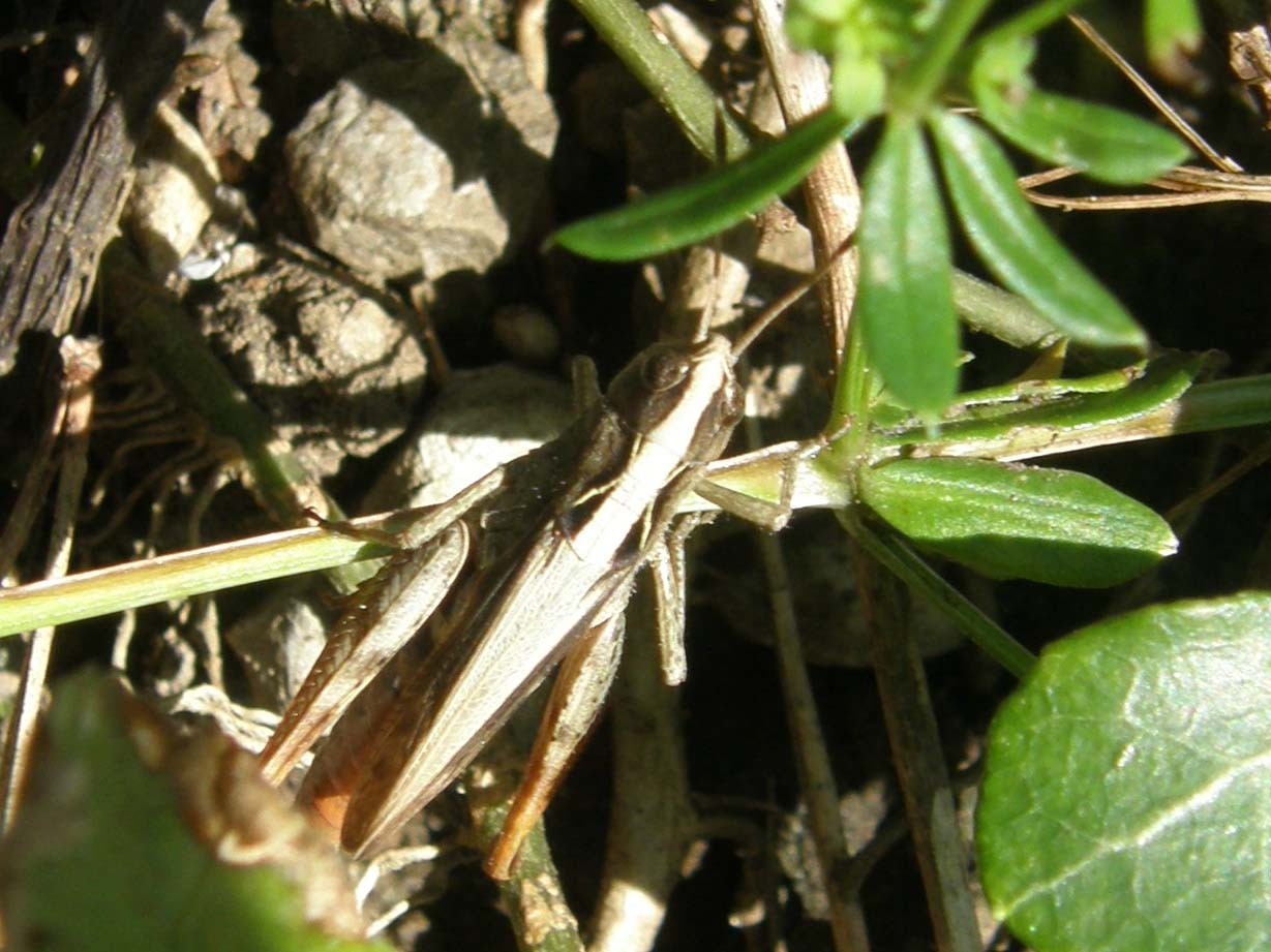 Cavalletta da identificare