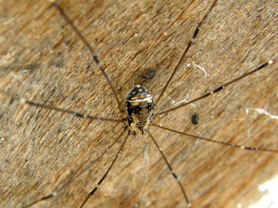 Gruppo di Opilioni: Leiobunum limbatum