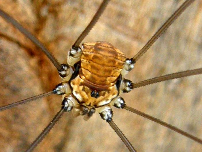 Gruppo di Opilioni: Leiobunum limbatum