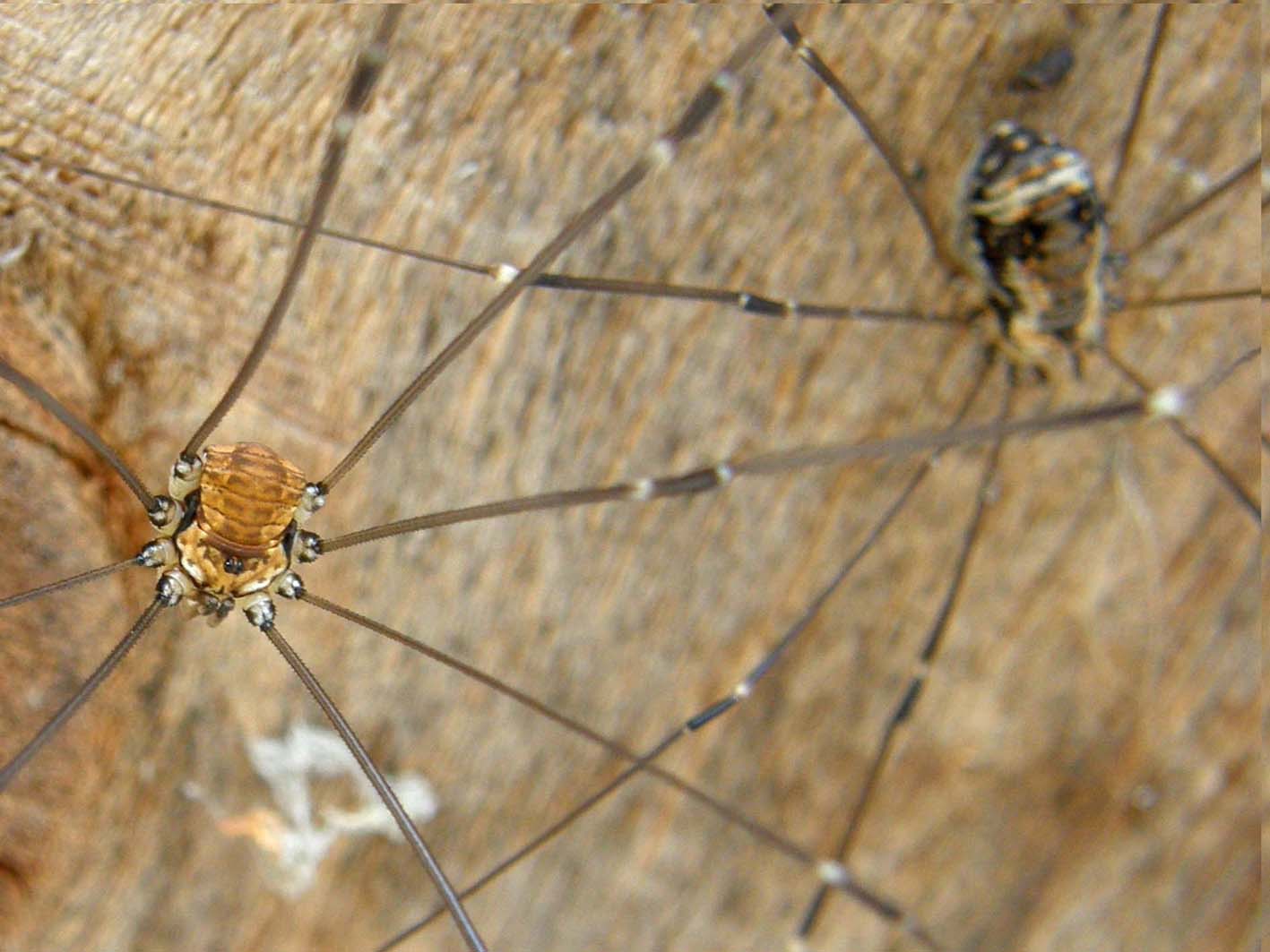 Gruppo di Opilioni: Leiobunum limbatum